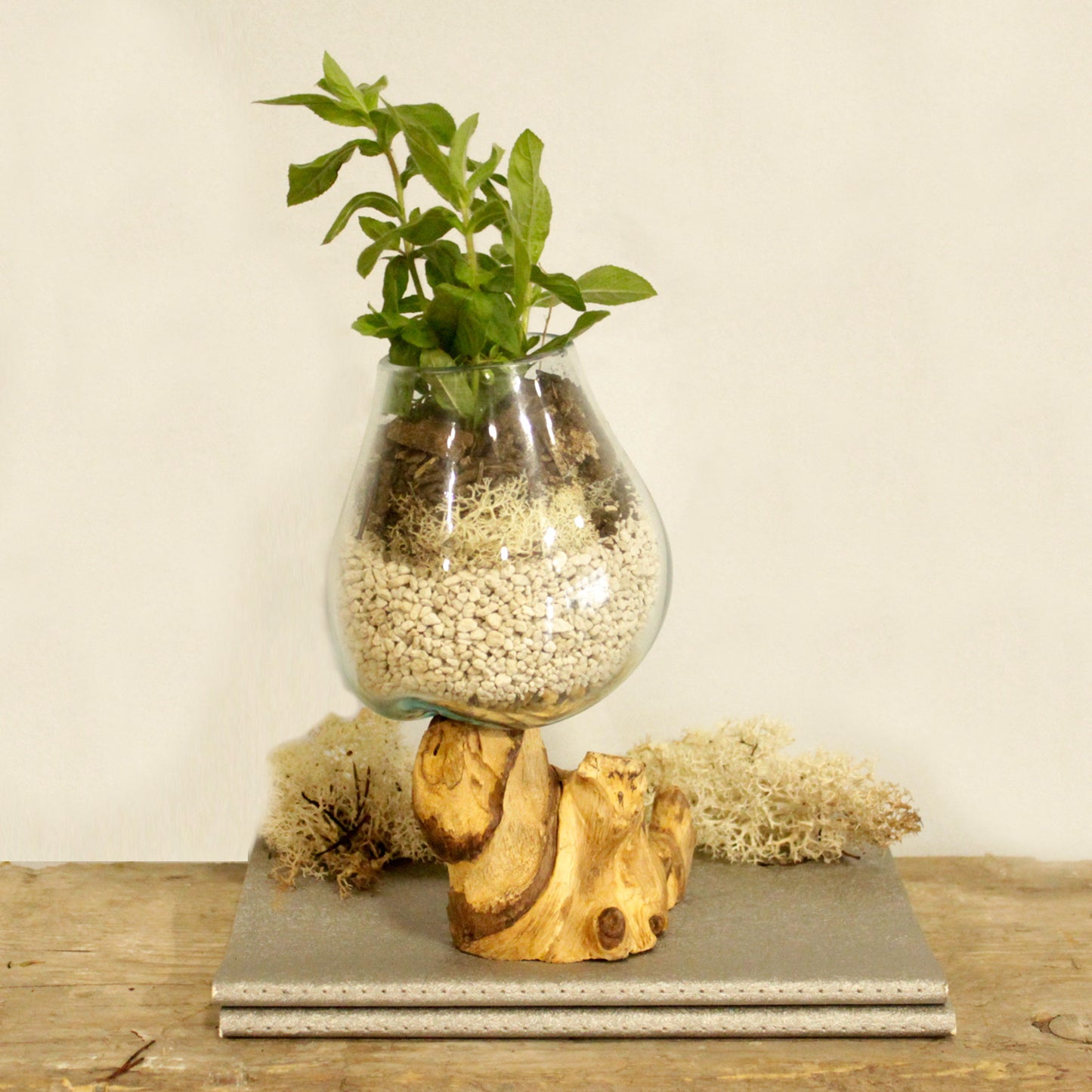 Bol cu baza mare si rotunda din sticla, asezat pe un suport de lemn exotic. Bolul este umplut cu pietricele, pamant si o planta inalta cu frunze. In jurul suportului de lemn este asezat muschi natural decorativ.