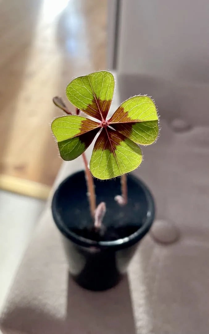 In prim plan este un trifoi verde cu 4 foi. Pe fundal, cu efect bokeh se veede ghiveciul in care sta planta si 2 tulpini.