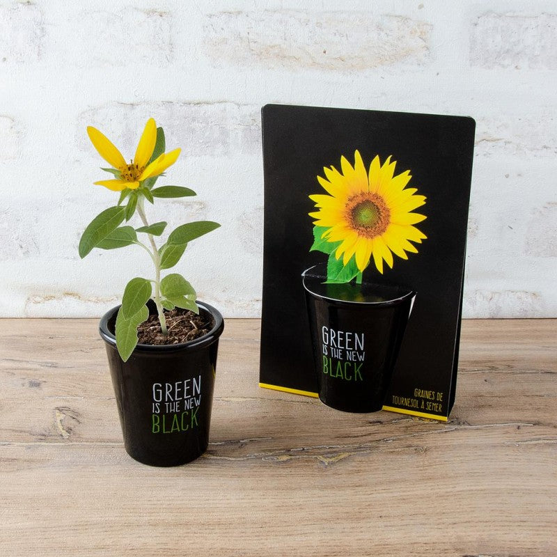 Floarea-Soarelui cu petale galbene si frunze verzi, crescuta intr-un ghiveci mic, negru. Langa floare se afla ambalajul kitului de plantare.