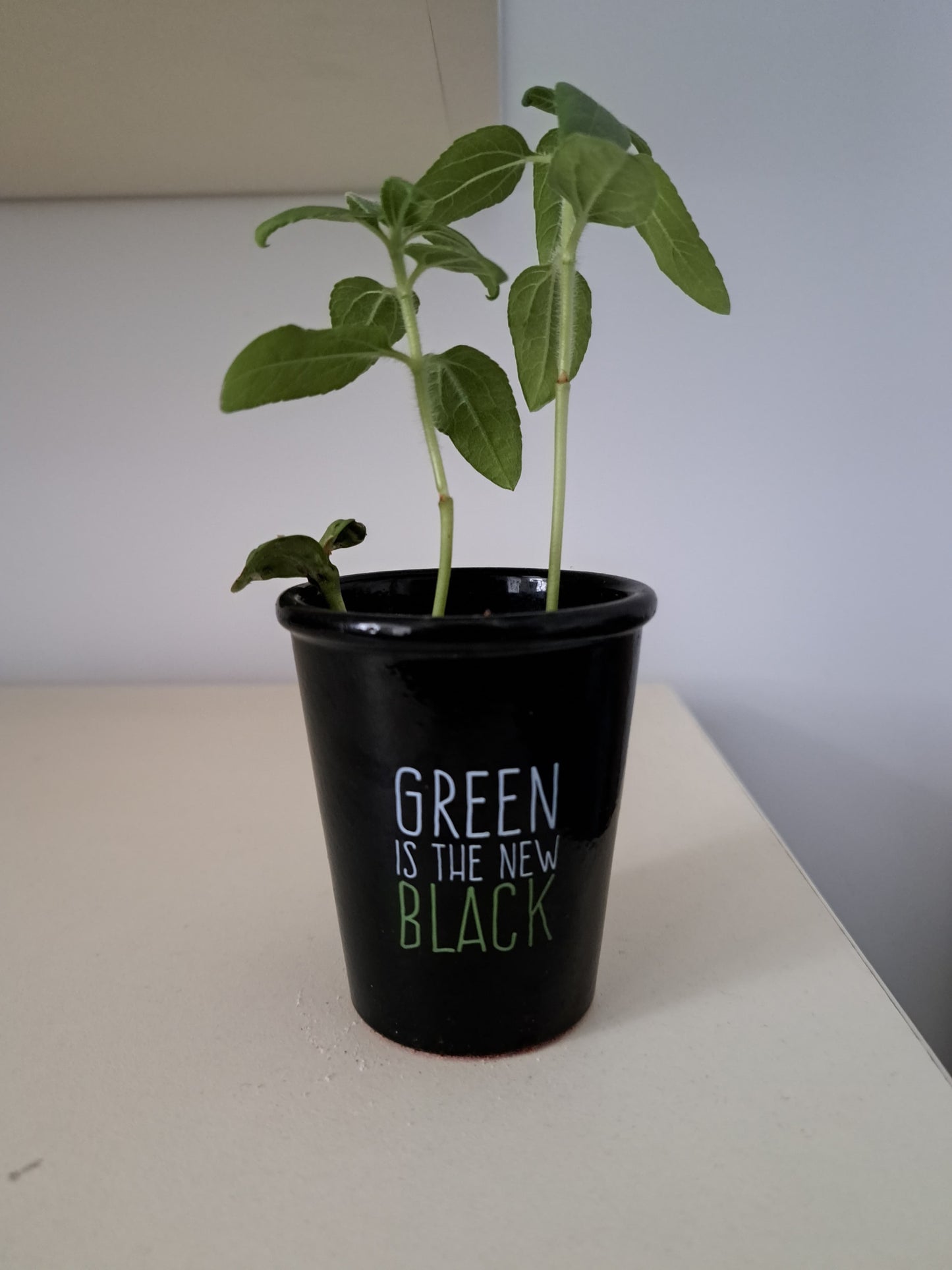 Tulpini de floarea-soarelui cu frunze verzi, intr-un ghiveci mic si negru.