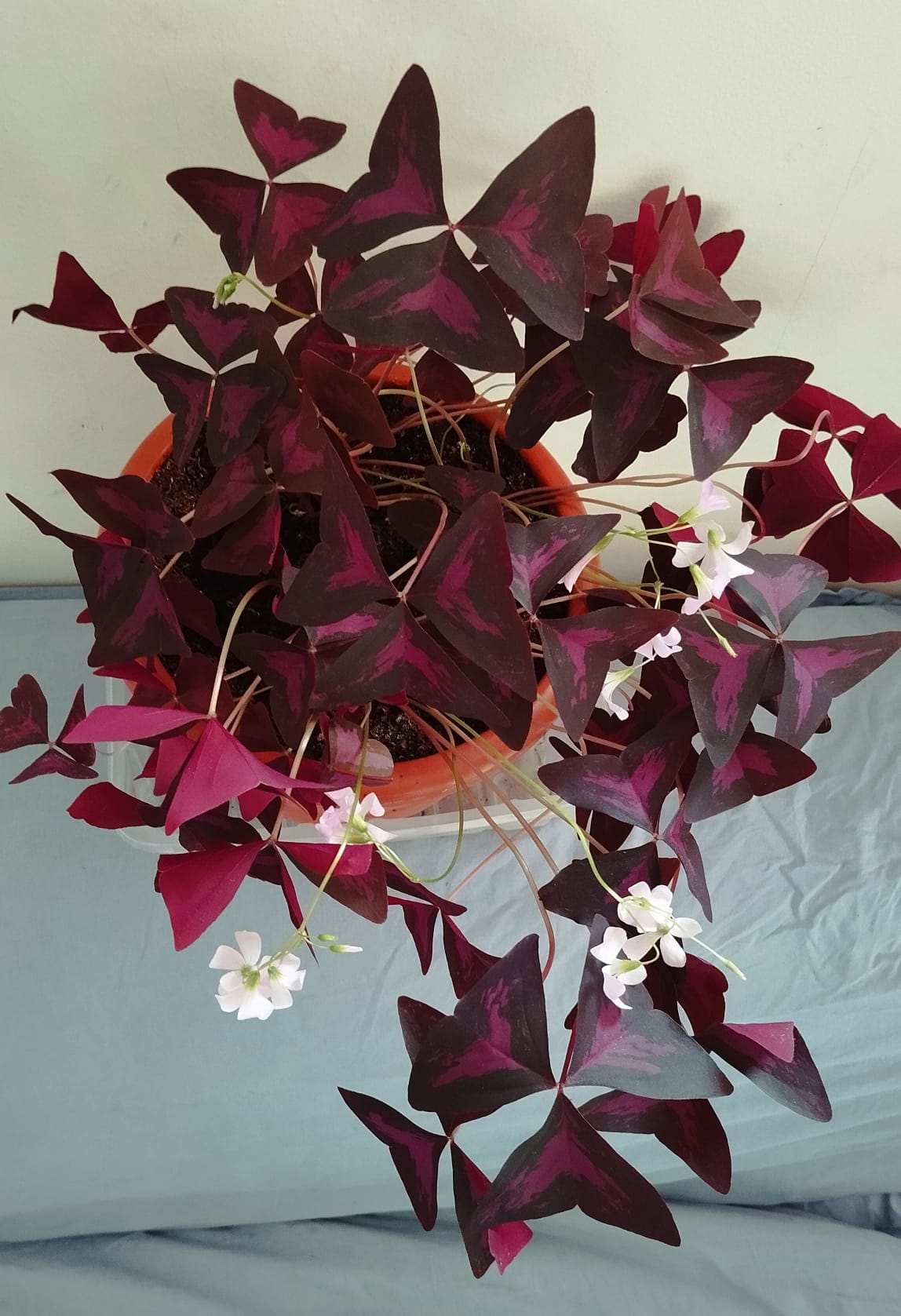 Kit de plantare cu Trifoi mov