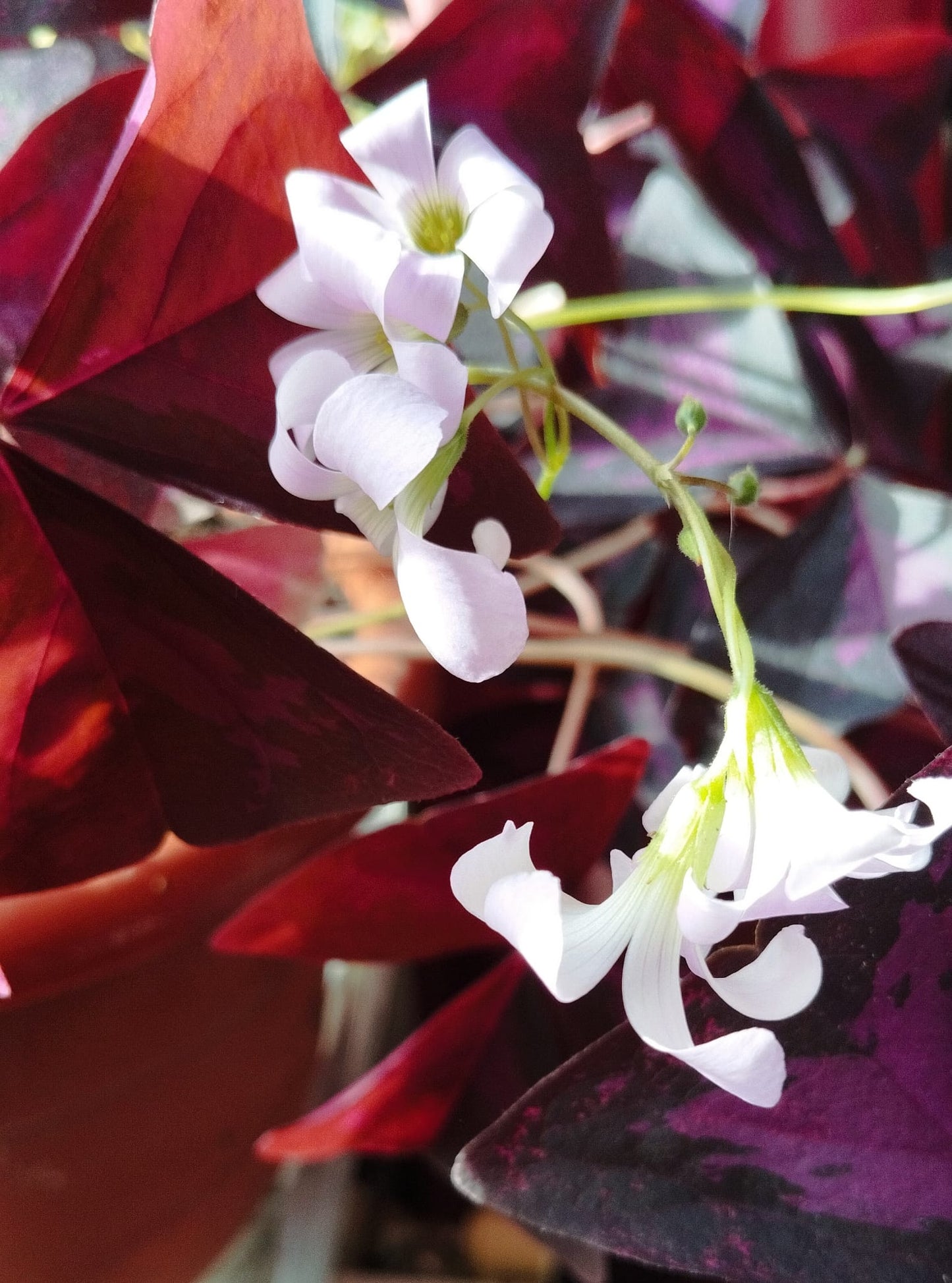 Kit de plantare cu Trifoi mov