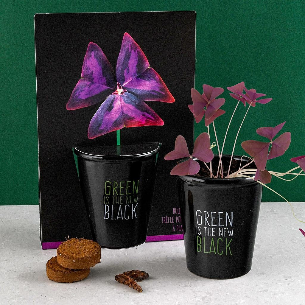 Kit de plantare cu Trifoi mov