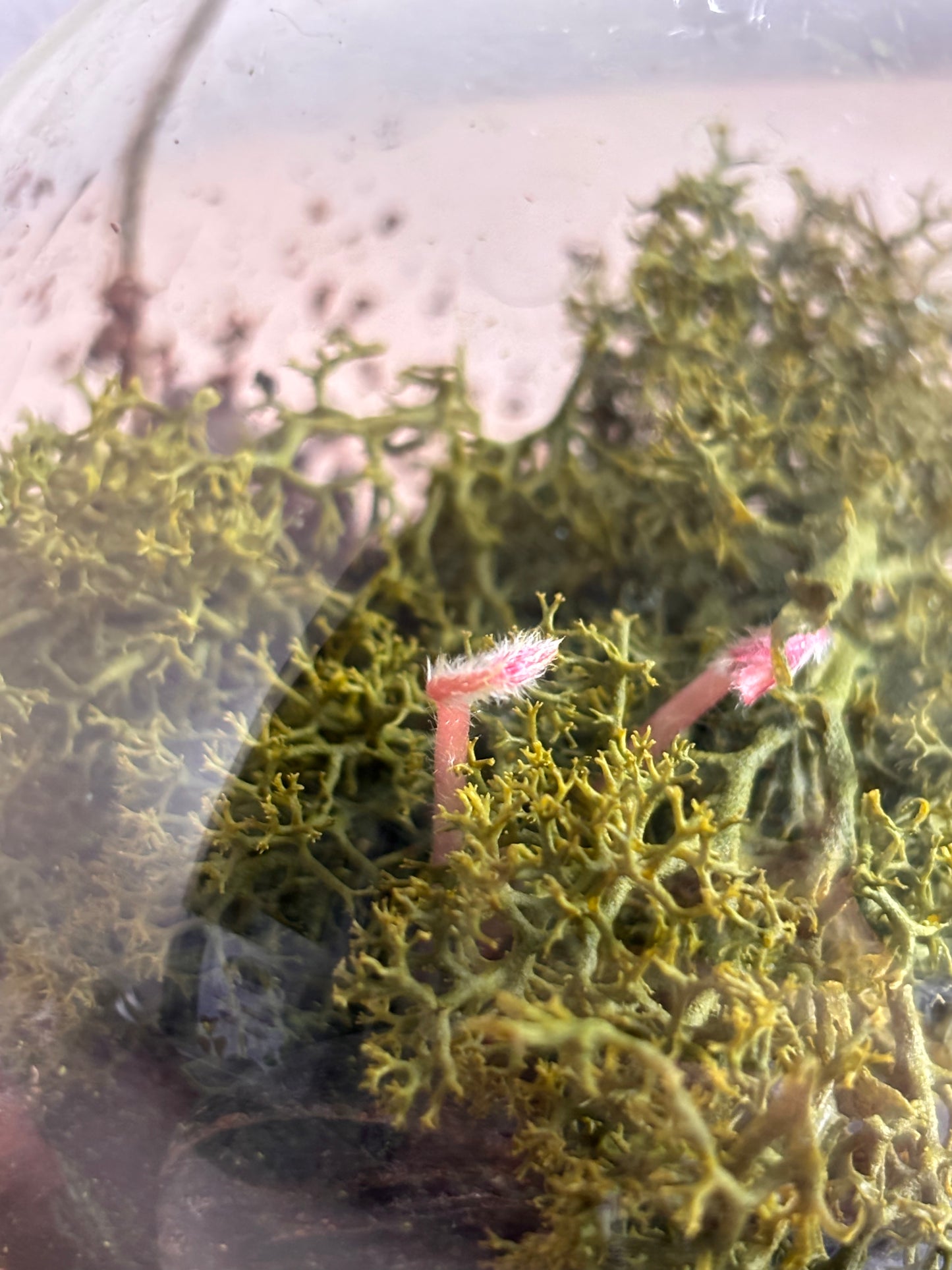 Kit de plantare Trifoi Verde si Mov in bol terariu