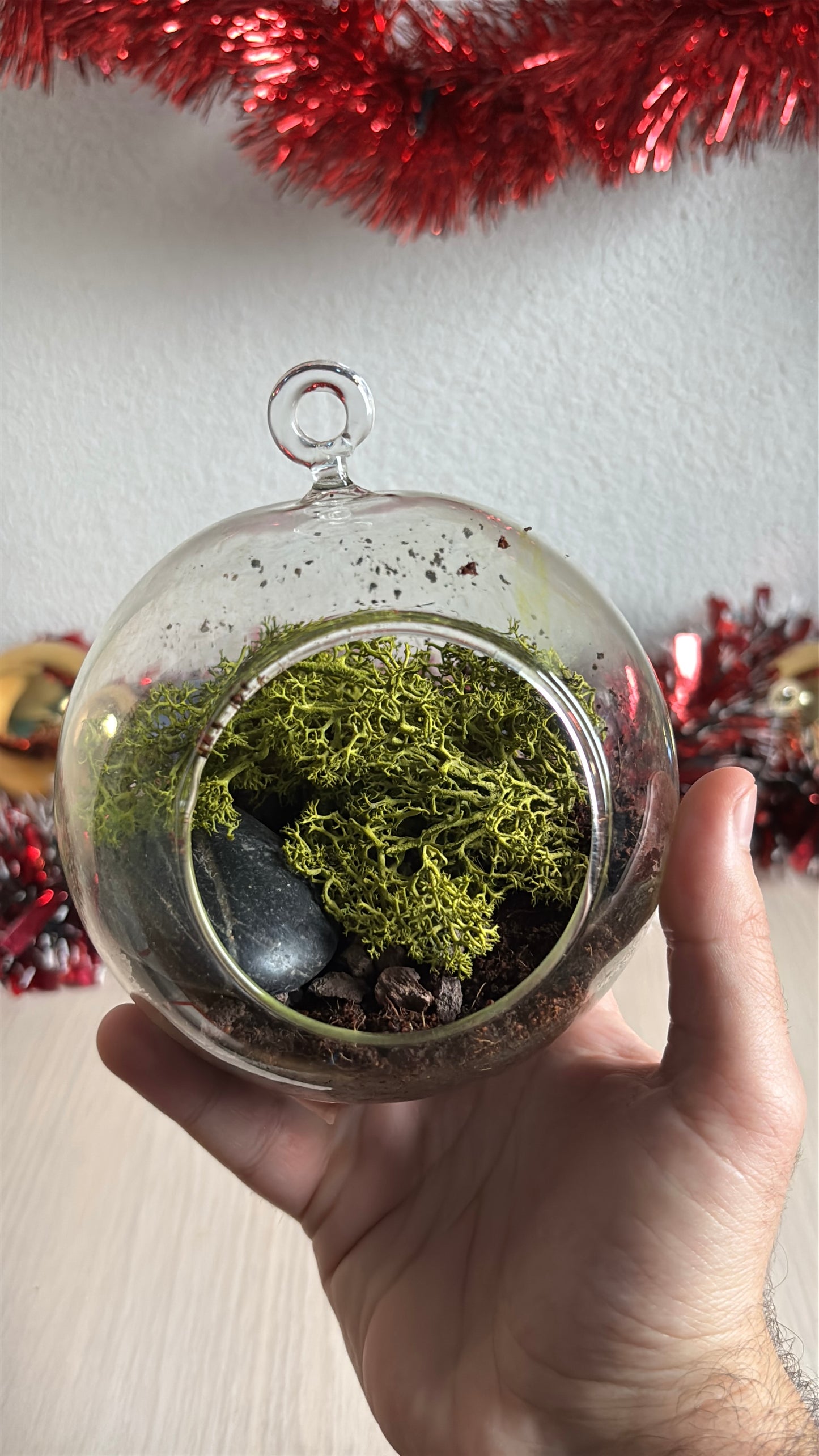 Kit de plantare Trifoi Verde si Mov in bol terariu