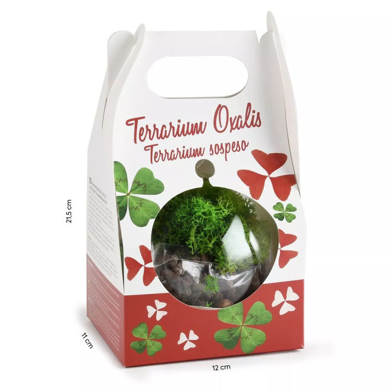 Kit de plantare Trifoi Verde si Mov in bol terariu