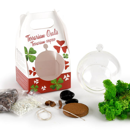 Kit de plantare Trifoi Verde si Mov in bol terariu