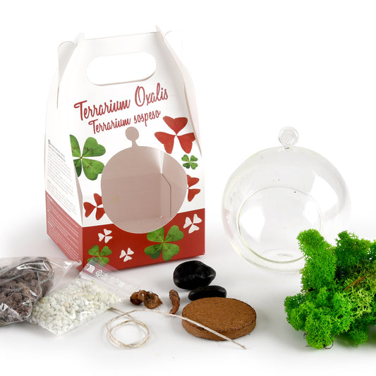 Kit de plantare Trifoi Verde si Mov in bol terariu