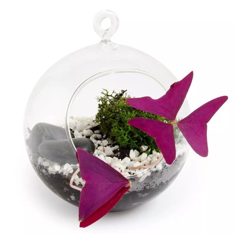 Kit de plantare Trifoi Verde si Mov in bol terariu