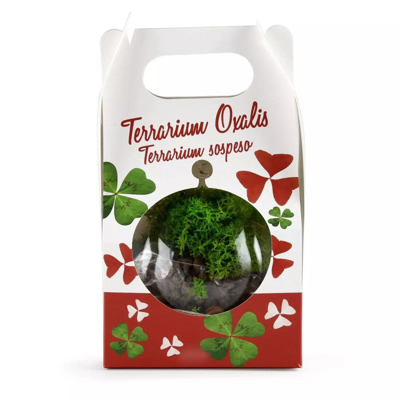 Kit de plantare Trifoi Verde si Mov in bol terariu