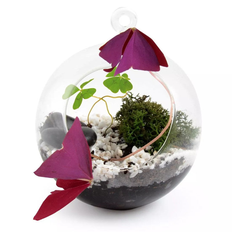 Kit de plantare Trifoi Verde si Mov in bol terariu