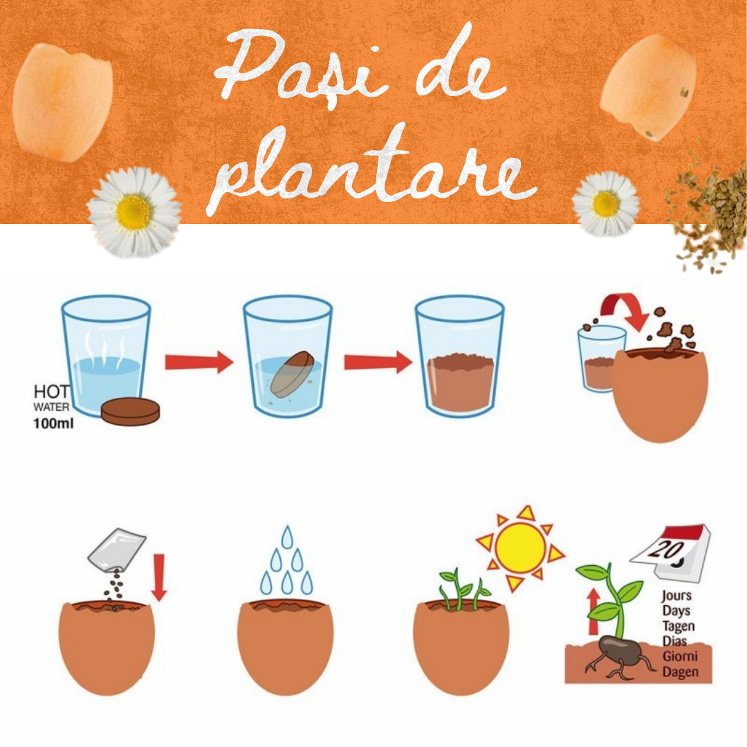 Kit de Paște cu 4 ghivece in forma de ou - Margarete