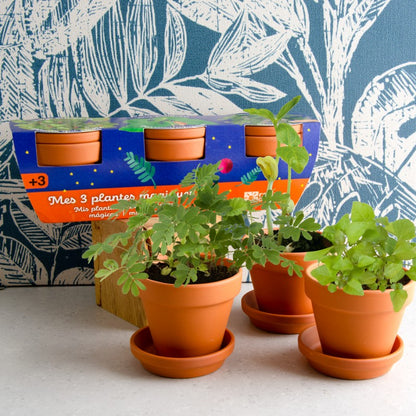 Kit cu 3 ghivece - Plante magice (Mimoza, Vrej de fasole, Bubbling Plant) – cele trei plante crescute în ghivece