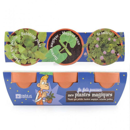 Kit cu 3 ghivece - Plante magice (Mimoza, Vrej de fasole, Bubbling Plant) – cele trei ghivece ambalate