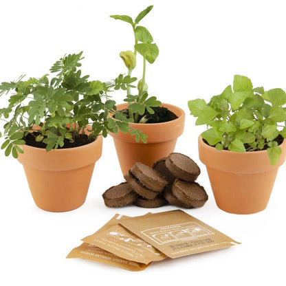 Kit cu 3 ghivece - Plante magice (Mimoza, Vrej de fasole, Bubbling Plant) – componentele kitului