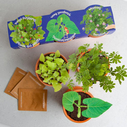 Kit cu 3 ghivece - Plante magice (Mimoza, Vrej de fasole, Bubbling Plant) – plantele crescute și ilustrațiile lor