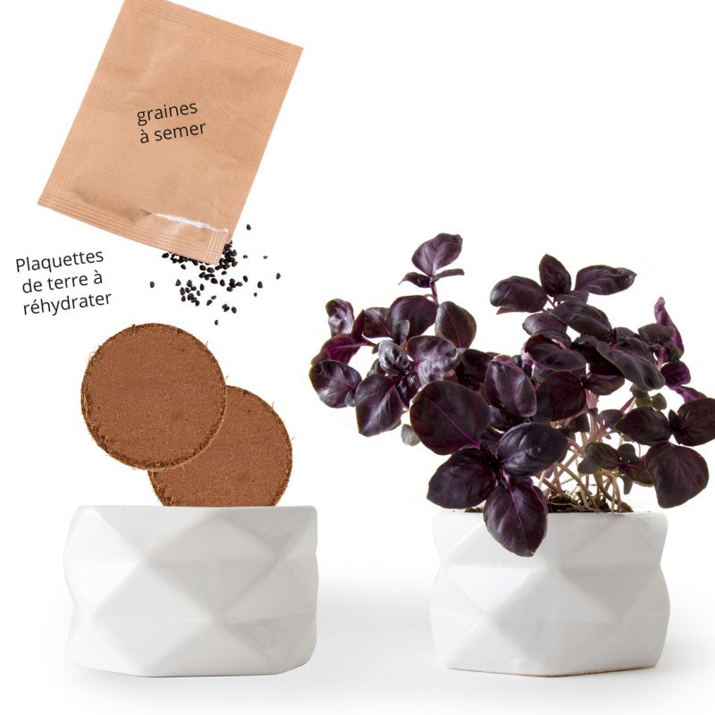 Kit de plantare Pot origami - Busuioc mov