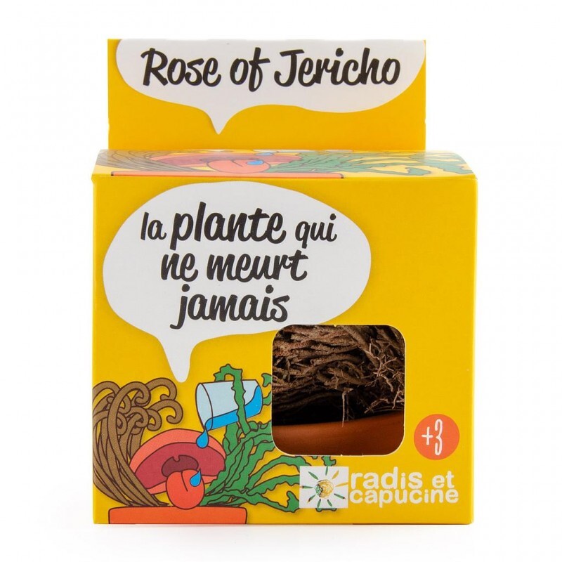 Kit de plantare cu ghiveci - Trandafirul de Ierihon